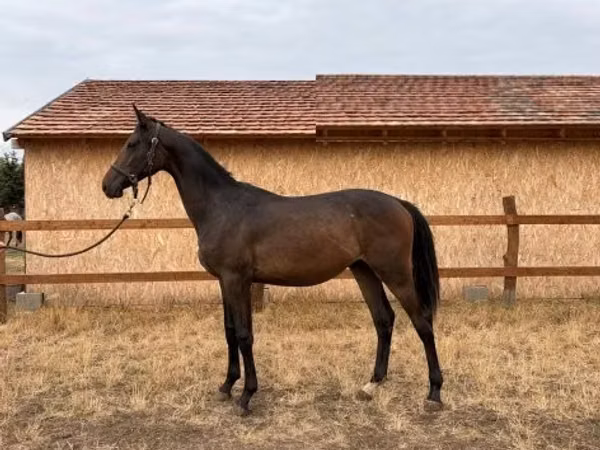 حصان, Hungarian horse breed — هنغاريا
