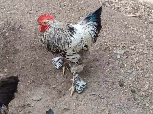 Chickens — Kyrgyzstan