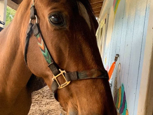 Ngựa đực, Tennessee Walking Horse
