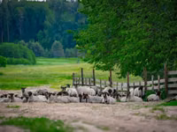 Ovan, Romanov sheep — fotografija 4