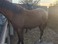 Mare, Horses — photo 1