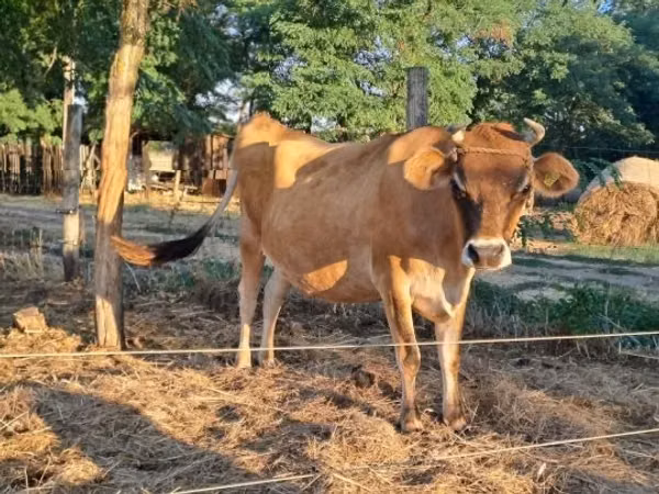 Cow, Jersey breed — Hungary