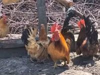 Chickens — foto 3