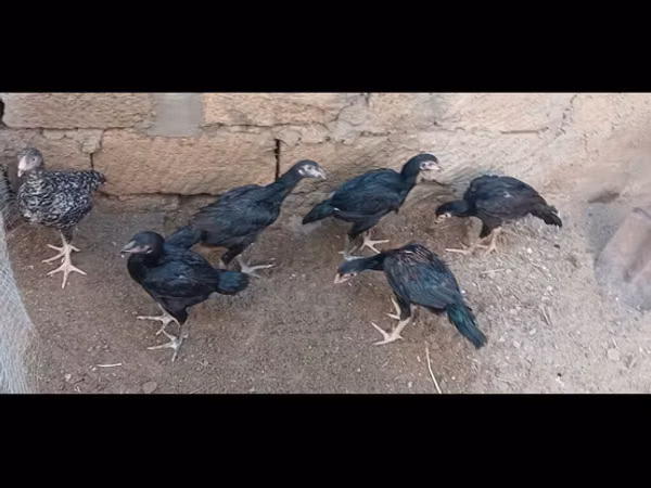 Guinea fowl — Azerbejdżan