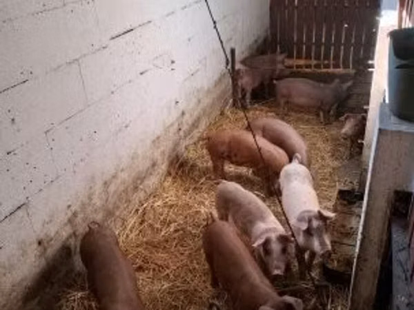 Boar, Pigs — Hungary