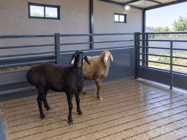 Sheep, Arashan sheep — Uzbekistan