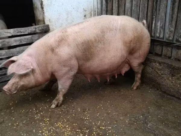 Sow,  — Hungary