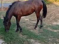 ሴት ፈረስ, Horses — ፎቶ 2