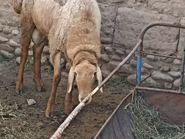 Ram, Sheep — Kyrgyzstan