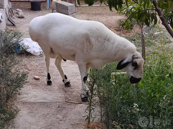 Kambing jantan, Sheep — Uzbekistan