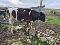 公牛, Cattle — 照片 2