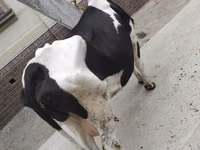 Krava, Russian Black pied cattle — foto 1