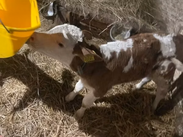 Bik, Mađarska siva rasa