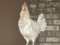 Leghorn — sawirka 3