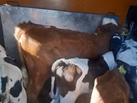 Bull, Simmental cattle — photo 2