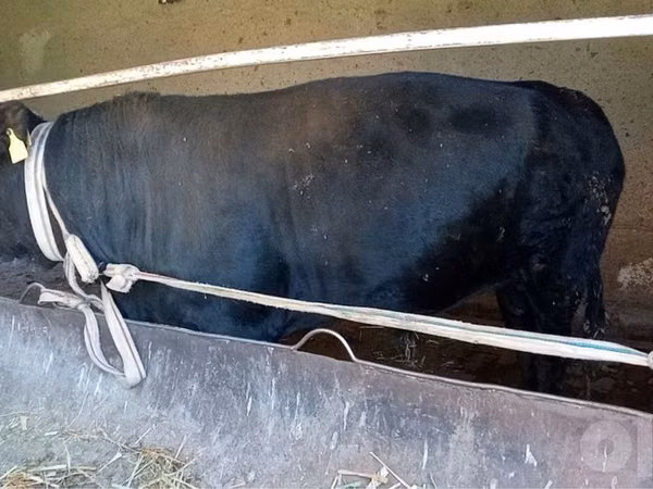 Bull, Aberdeen-Angus — Uzbekistan