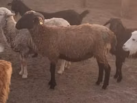 Ram, Sheep — photo 5