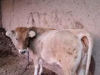 Krowa, Simmental cattle — zdjęcie 5