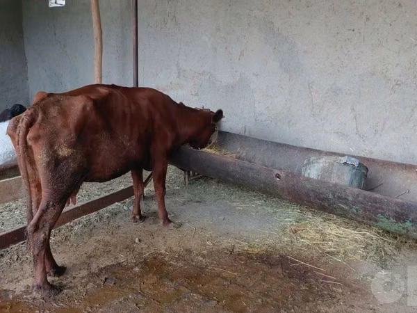 Cow, Cattle — Uzbekistan