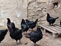 Chickens — تصویر 3