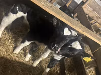 सांड, Russian Black pied cattle — फ़ोटो 3