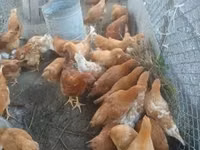 Chickens — foto 3