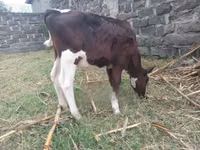 Buğa, Russian Black pied cattle — foto 3