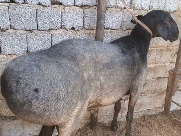 Kambing jantan, Sheep — Uzbekistan