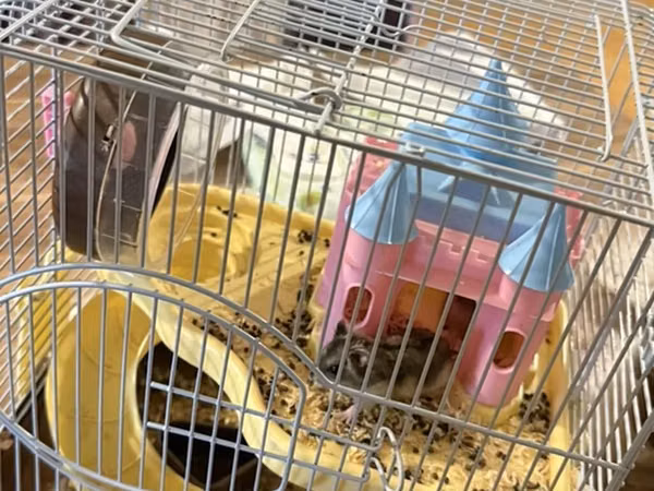 Hamster qefesi ve apilkasi ile bir yerde verirem 1 eded erkek 2 eded