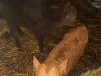 Vache, Russian Black pied cattle — photo 8