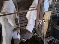 میش, Dorper sheep — عکس 2