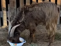 ወንድ ፍየል, Goats — ፎቶ 2