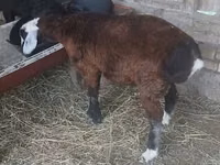 Kambing jantan, Sheep — foto 3