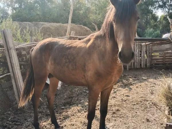Horse (M), Horses — Kazakhstan
