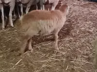 Вівця, Вівці — фото 6