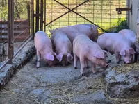 หมูป่าตัวผู้, หมู — รูปภาพ 7