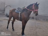 اسب نر, اسب — عکس 3