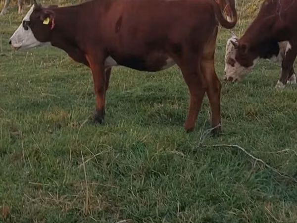 Cow, Kazakh White-headed cow