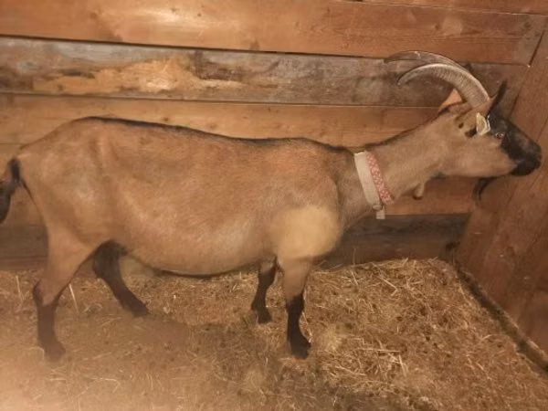 Ged, Alpine goat