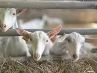 Capra, Saanen goat — foto 1