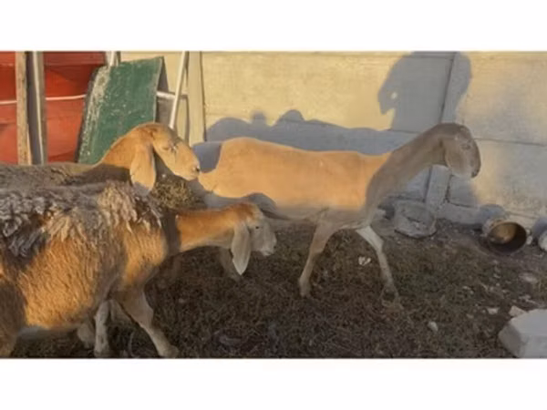 Sheep, Arashan sheep