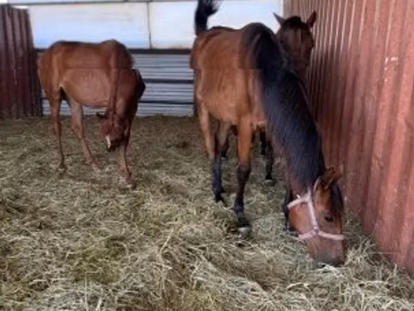 Mare, Hungarian horse breed — Hungary