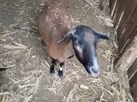 แกะตัวผู้, Cameroon sheep — รูปภาพ 4