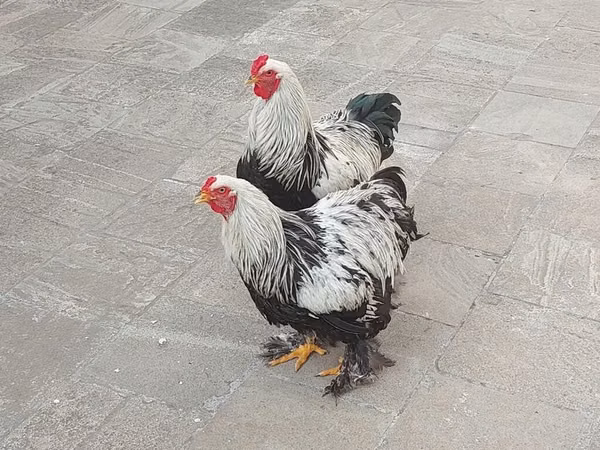 برہما — آذربائیجان