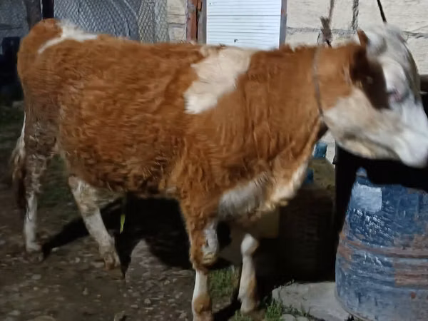 Krowa, Simmental cattle