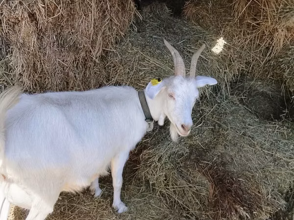 Goat, Goats — Kazakhstan