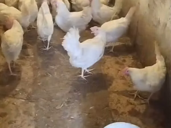 ليغهورن