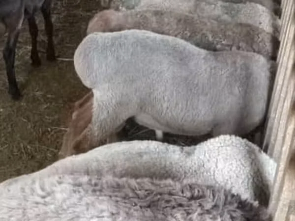 Sheep (batch, sex not specified), Arashan sheep — Kyrgyzstan