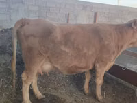Cow, Cattle — photo 1