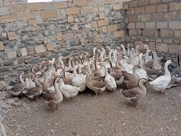 Geese